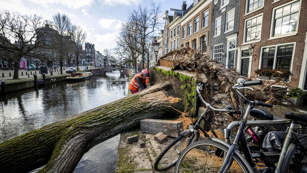 Municipal employees clean up a fallen tree on Reguliersgracht in Amsterdam, on February 19, 2022, as storm Eunice hit Northern Europe.