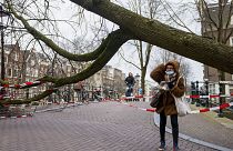 طوفان یونیس و قطع درختان در آمستردام