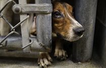 Испания: в тюрьму за жестокость к животным