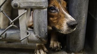 Испания: в тюрьму за жестокость к животным