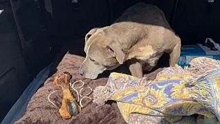 Seit 12 Jahren verschwundener Hund Zoey