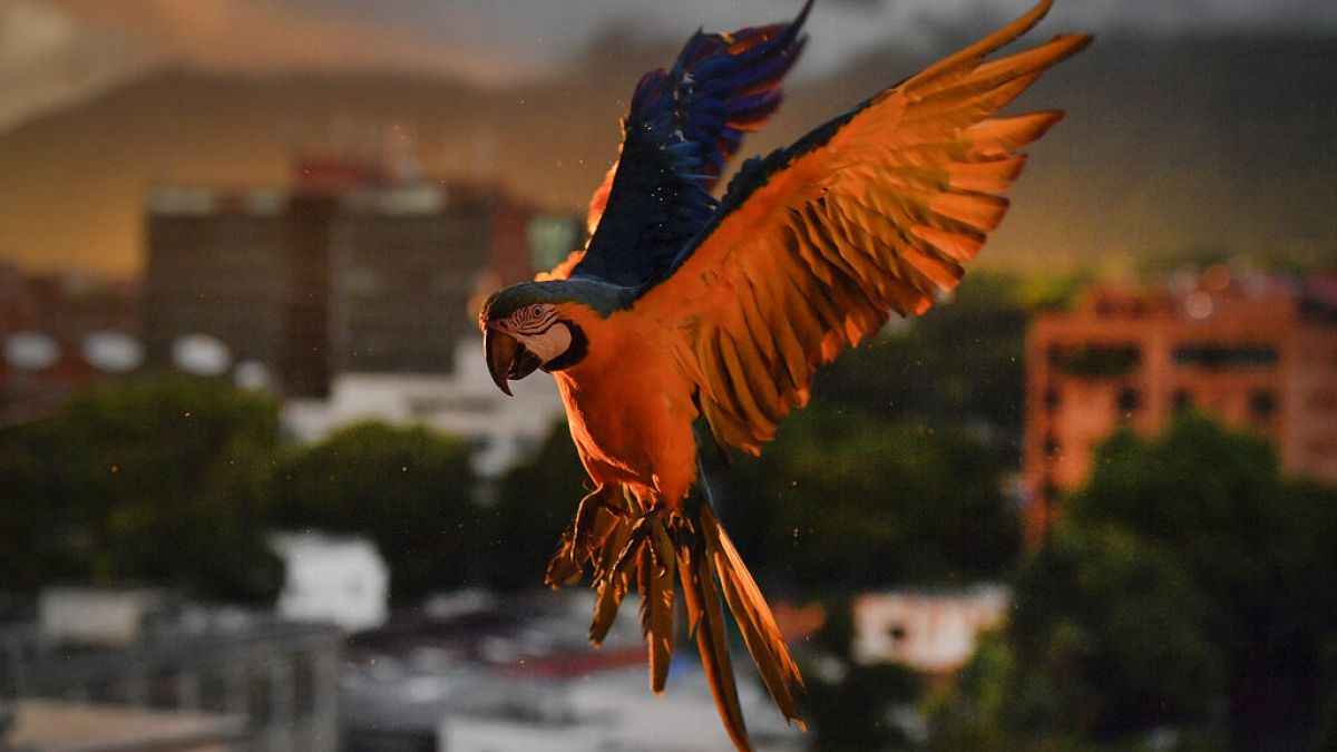 Жители Каракаса считают попугаев