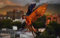 Venezuelans participate in bird count in Caracas