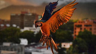 Un ara à Caracas, au Venezuela, samedi 5 septembre 2020.
