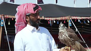 جشنواره‌ای برای شاهین و شتر؛ تلاش قطر برای حفظ همزمان سنت و زیست‌بوم
