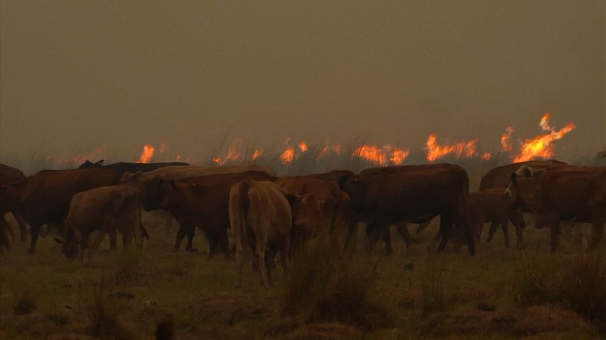 Incêndio consome grandes áreas na Argentina