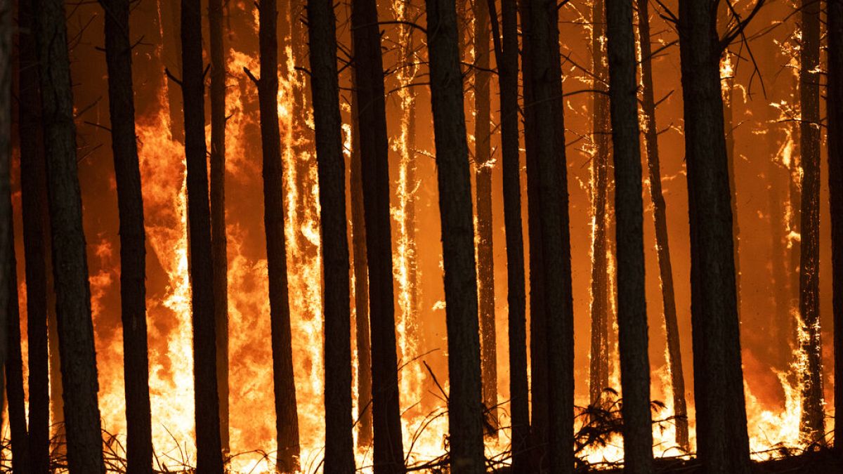 Una colonna di fuoco brucia pini a Santo Tome, provincia di Corrientes, Argentina, domenica 20 febbraio 2022