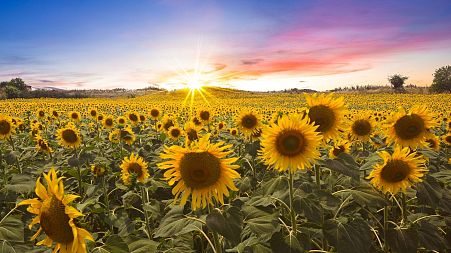 Sunflowers are being planted by drones on a farm in Australia.