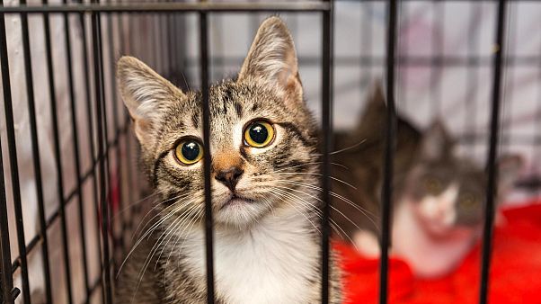 are-cats-bad-for-the-environment-this-australian-town-seems-to-think