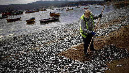 A clean-up operation is underway as thousands of death fish are discovered on a Chilean beach