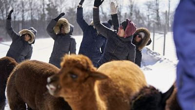 Kim Solga takes part in a Snow Yoga with Alpacas class at Brae Ridge Farm and Sanctuary near Guelph, Ontario, on February 20, 2022.