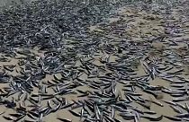 آلاف أسماك السردين ميتة على شواطئ تشيلي