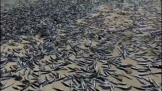 آلاف أسماك السردين ميتة على شواطئ تشيلي