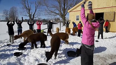 Cours de yoga dans la neige, avec des alpagas, à PUSLINCH, CANADA, le 20 février 2022