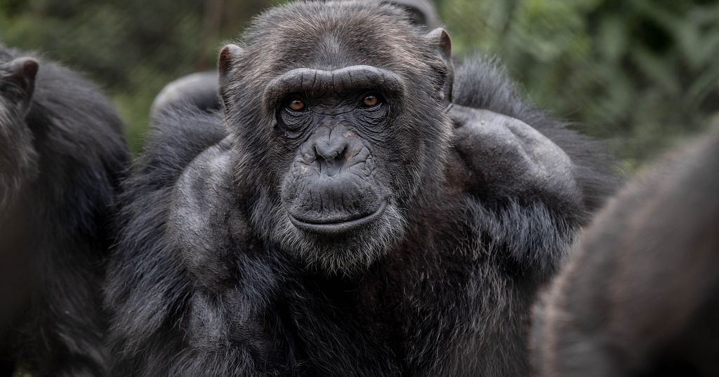 Traumatized apes find new home in DR Congo's strife-torn east | Africanews