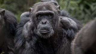 Traumatized apes find new home in DR Congo's strife-torn east