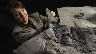 University of Edinburgh PhD student Natalia Jagielska poses for a photo with the world's largest Jurassic pterosaur unearthed on the Isle of Skye.