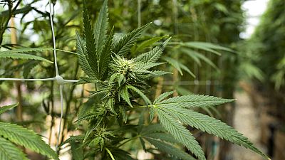  Authorities destroy cannabis farms, arrest 13
