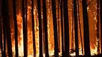 В Аргентине пылают лесные пожары 