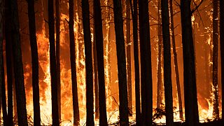 В Аргентине пылают лесные пожары 