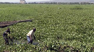 Congo uses water hyacinth's properties to fight pollution