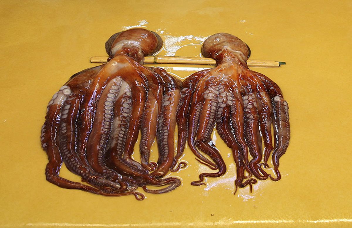 Scientists slam ‘cruel’ plans for world’s first octopus farm after