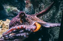 Octopuses are smart, inquisitive animals - but a large company plans to farm them.