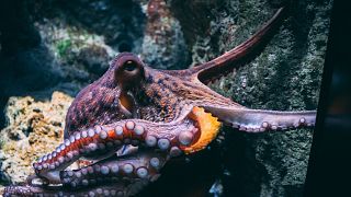 Octopuses are smart, inquisitive animals - but a large company plans to farm them.