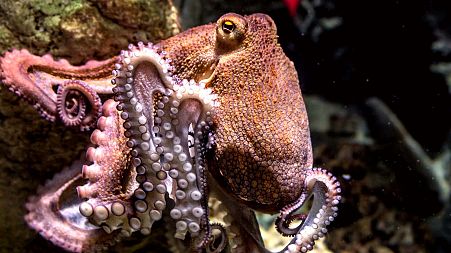 Octopuses are smart, inquisitive animals - they would suffer terribly from being farmed.