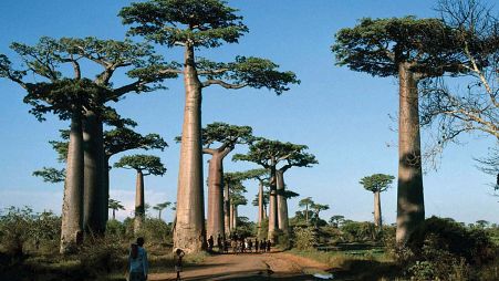 Fruits and seeds of several Baobabs in Madagascar could be a source of B vitamins.
