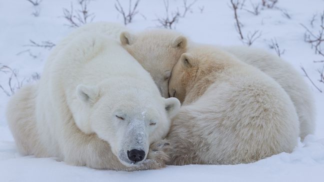 International Polar Bear Day is a reminder of the ecological impact of ...