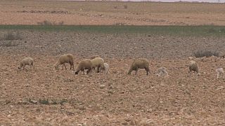 Severe lack of water drives farmers to migrate to the cities