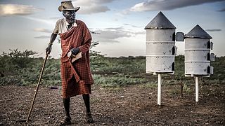 Kenya : la sécheresse met en péril le secteur de l'agriculture