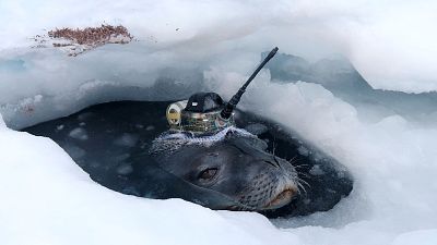 Eight Weddell seals were deployed for the winter to record water temperatures and salt levels.