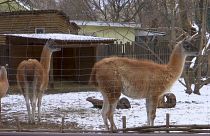 Kyiv zoo closed but animals still remain