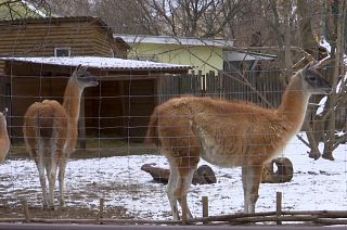 Kyiv zoo closed but animals still remain