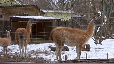Kyiv zoo closed but animals still remain
