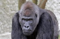 Kyiv Zoo is home to Ukraine's only gorilla