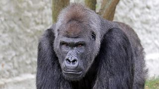 Kyiv Zoo is home to Ukraine's only gorilla