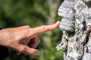 Stumps left behind are a haven for insects and birds.