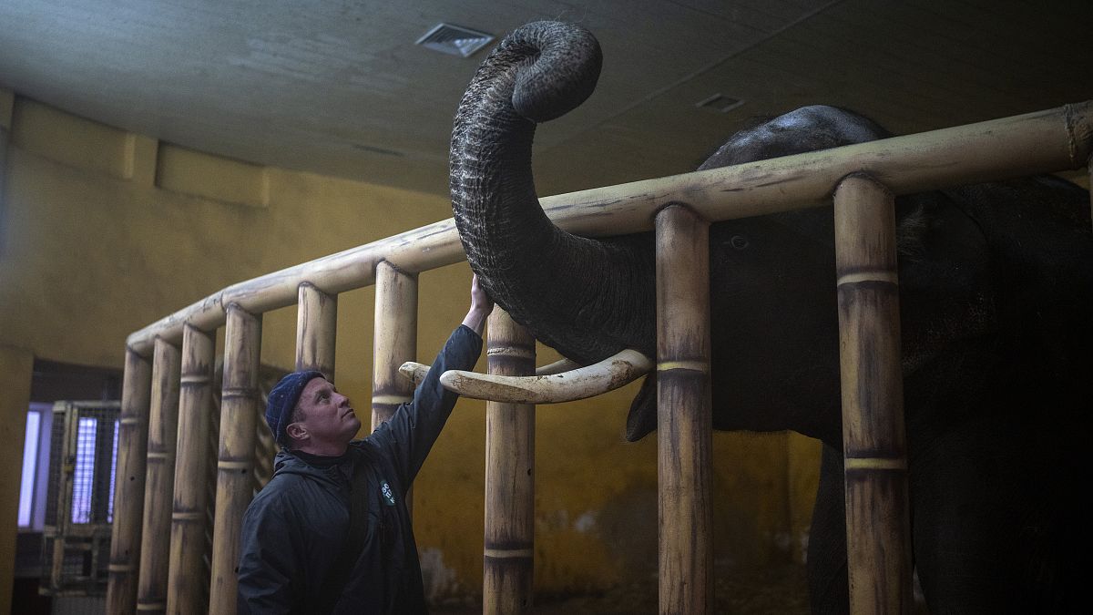 Работник Киевского зоопарка Кирилл Трантин успокаивает слона после взрыва 1 марта 2022