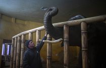 Kiev Hayvanat Bahçesi Müdürü Kyrylo Trantin bakımını üstlendikleri fillerden birini sakinleştirirken