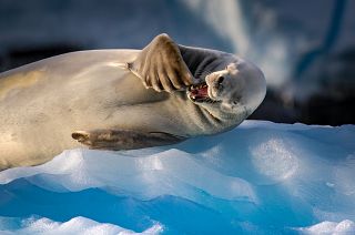 Carcinophagus the lobe-toothed crab eater seal
