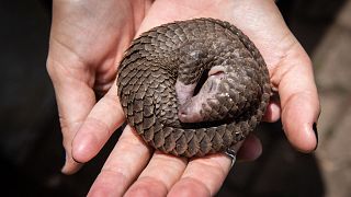 A white-bellied pangolin which was rescued from local animal traffickers.