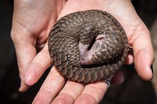 A white-bellied pangolin which was rescued from local animal traffickers.
