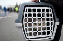 A cat sits in a pet carrier after her family fled the conflict from neighbouring Ukraine at the Romanian-Ukrainian border, in Siret, Romania, Monday, Feb. 28, 2022.
