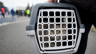 A cat sits in a pet carrier after her family fled the conflict from neighbouring Ukraine at the Romanian-Ukrainian border, in Siret, Romania, Monday, Feb. 28, 2022.