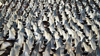 Hundreds of shark fins drying out on a rooftop in Kennedy Town Hong Kong.
