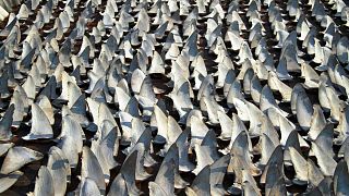 Hundreds of shark fins drying out on a rooftop in Kennedy Town Hong Kong. 