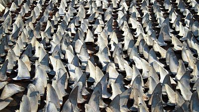 Hundreds of shark fins drying out on a rooftop in Kennedy Town Hong Kong. 